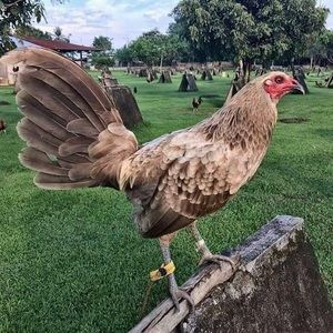 Meet your Posher, Martin